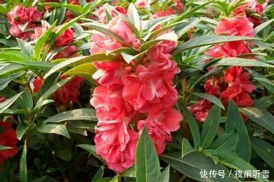 喜欢养护花卉,就在家中养护花色艳丽,花期长,美丽妖娆的3种花