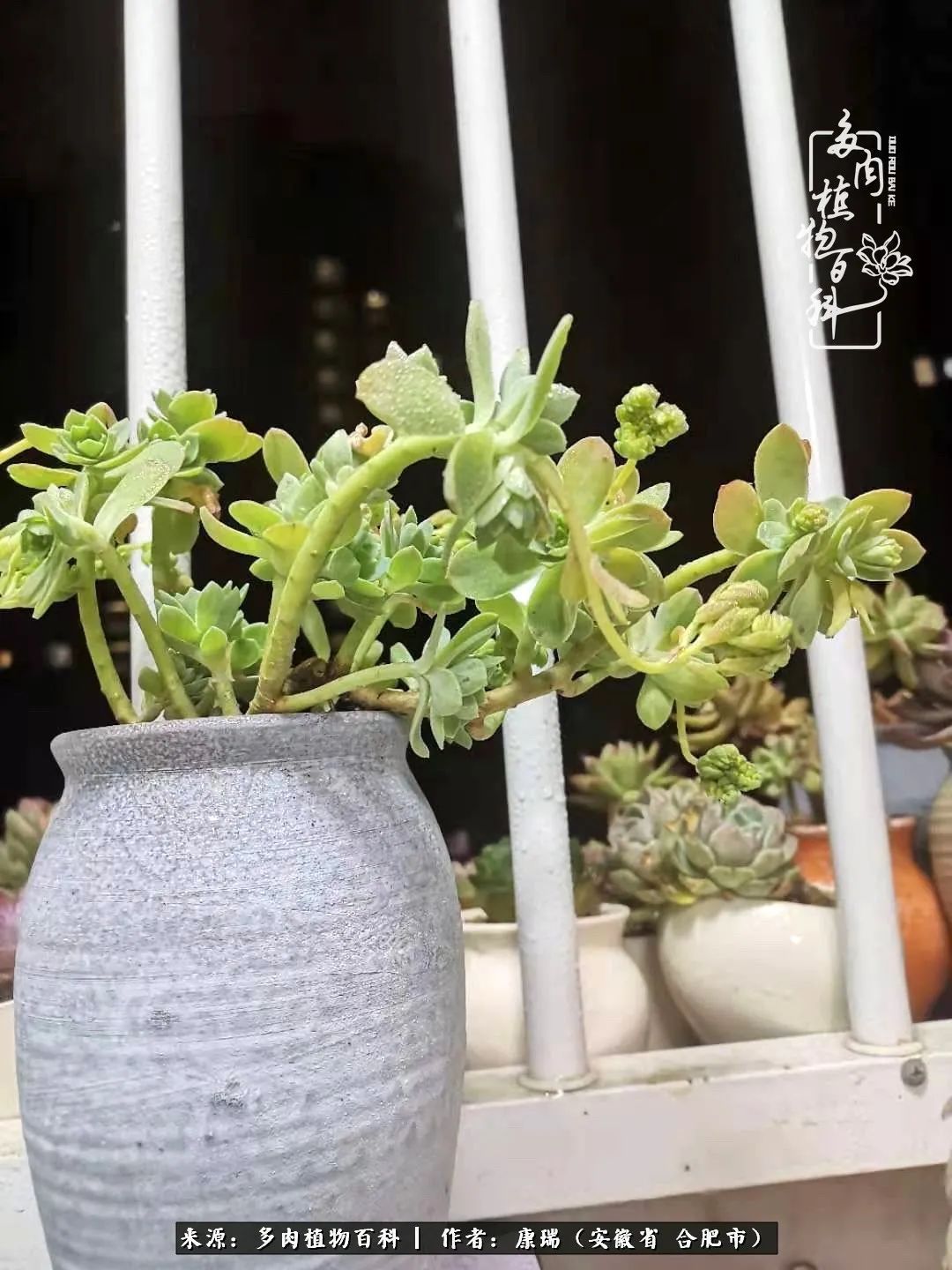 养肉之路,道阻且长,累的是身体,净的是心灵!