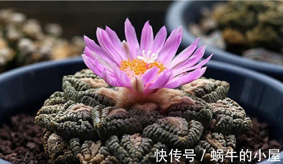 龟甲牡丹|盘点5种贵货多肉，大多数人养不起，养了要珍惜，你家养过几种？