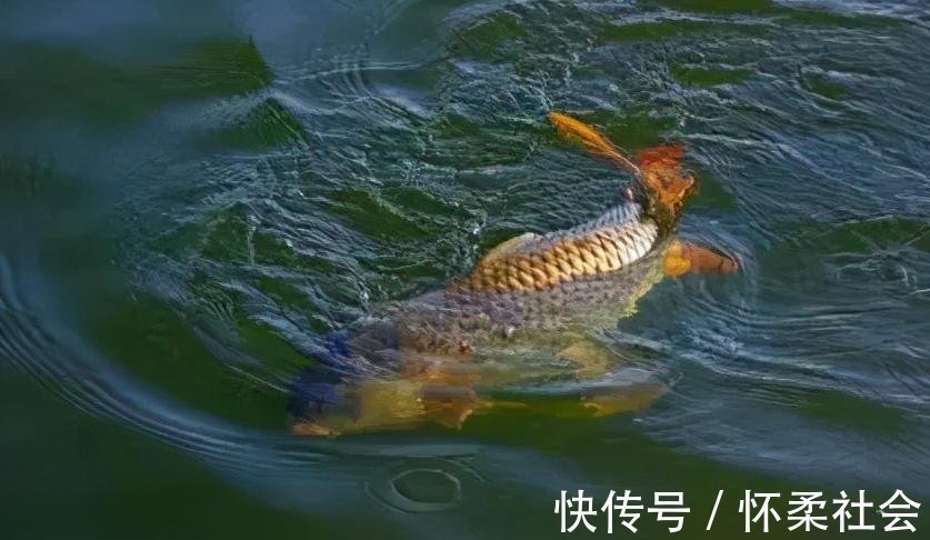 自制|钓鱼自制饵料配方详解!诱鱼迅速,大鲫大鲤!
