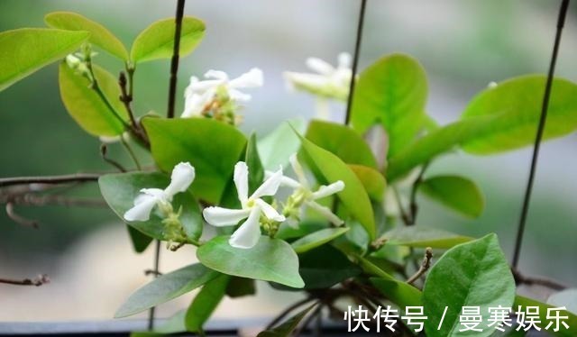 “小花”不起眼这3种“开花劳模”，适当养护，开花停不下！