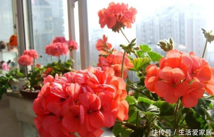 家养这些植物,阳台开出花海,花姿妖娆,四季繁花似锦