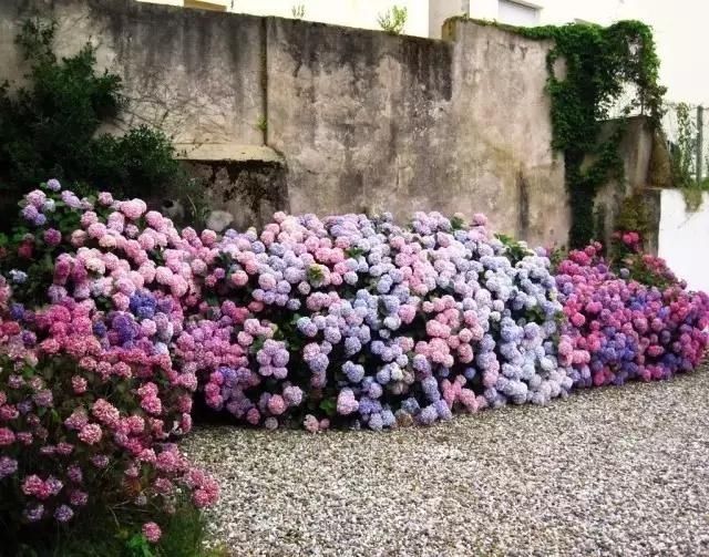 趁天|4种“残花梗”,趁天热赶紧剪,插土里10天生根,很快爆芽