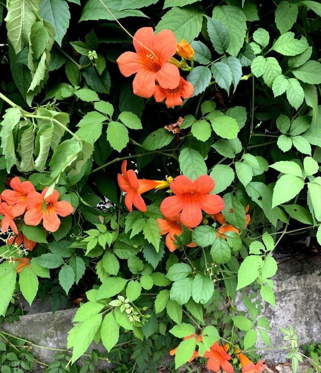 好好的院子，被一棵“霸道”的凌霄花给毁了