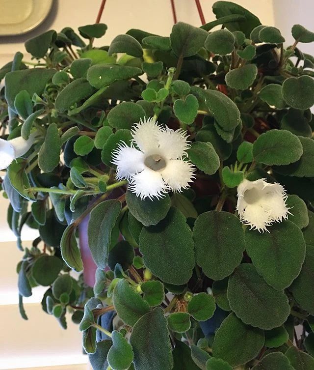 13种耐阴花卉,光照不佳也能生长良好,枝繁叶茂,美丽如画