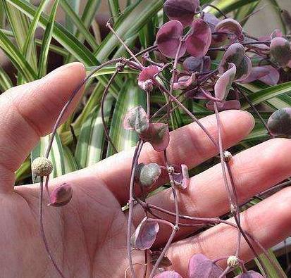 多肉爱之蔓,既是吊兰又是多肉,开花不忍直视