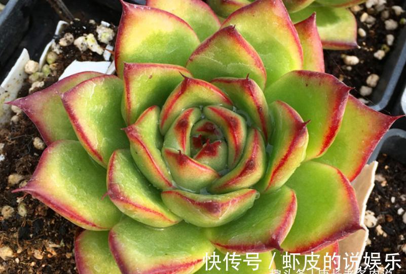 多肉|跟圣诞有关的多肉，圣诞东云——特点鲜明绿叶红边，既好养又好看