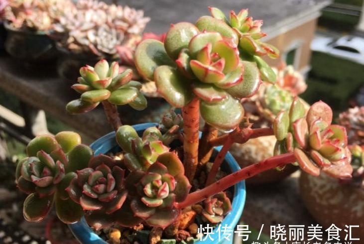 叶有红边且状若玫瑰,它就是多肉艾格尼斯玫瑰,爱它现在就买它!