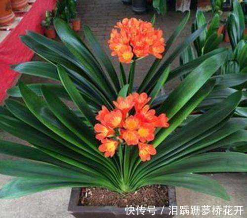 君子兰盆里加“一料”，生长迅速不烂根，叶子油绿，花开旺