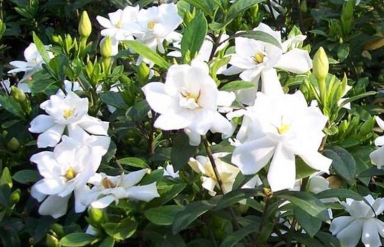 家养此款花卉,花朵漂亮,开花一茬接一茬,瞬间变得高大上