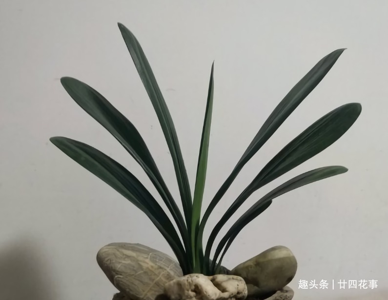 水肥|立秋之后,做好4件事,君子兰9月疯长,年底爆花