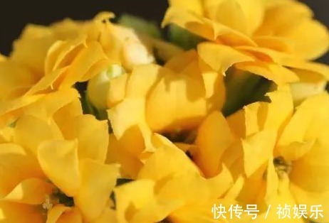 长寿花|长寿花喂点这些垃圾,既实用又省花肥,轻松爆盆拦不住