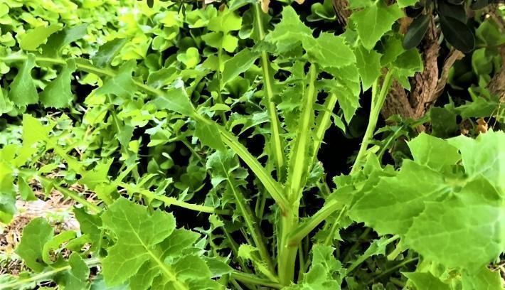 野花野草|农村的这种野菜，比蒲公英还有营养，却被很多人当野草拔了