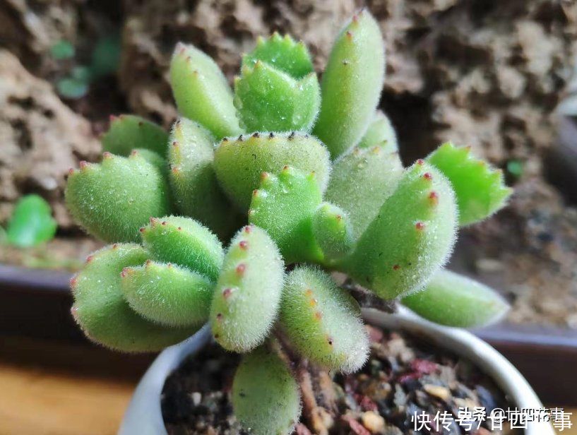 多肉熊童子长得慢？别误解它，春天做好5件事，小熊蹭蹭变大熊