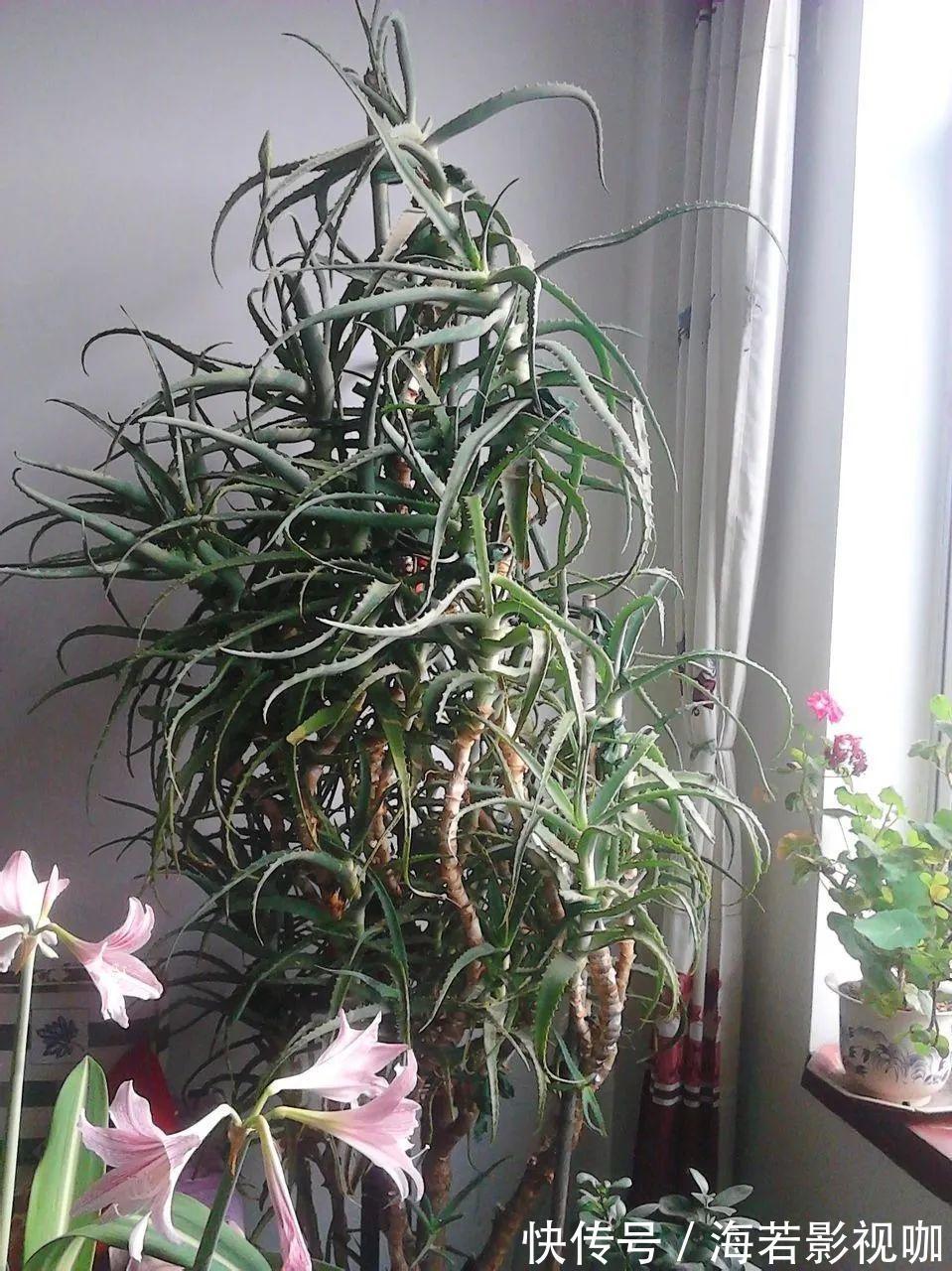 龟背竹|30年的芦荟，20年的龟背竹，硬生生把花养成了树！