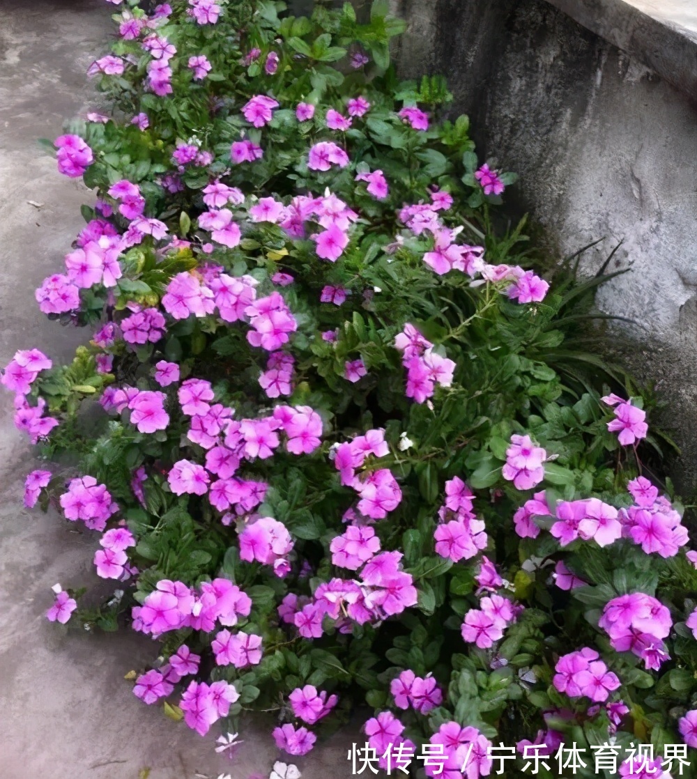 号称“开花机器”的4种漂亮花,养一盆赏花300天,是阳台盆栽佳品