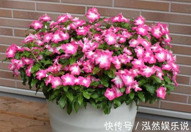 “小苏打”养花有奇效杀菌不烂根,除虫开花多,花卉长得特别旺