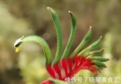 世界上最稀奇古怪的花儿,大多数人连一种都没见过,漂亮