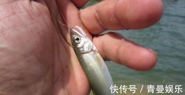 很多钓友不认识此鱼,能散发特殊香味,被市场誉为“淡水鱼之王”