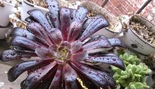 摆放|哪些植物适合摆放在客厅首选3款高颜值多肉,可镇宅招财