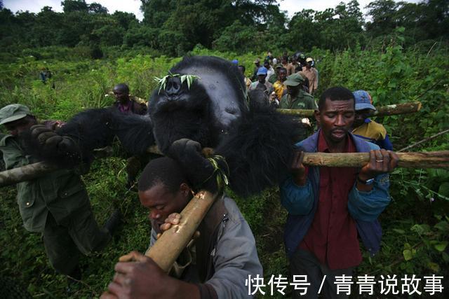 非洲人|艾滋病是怎么从非洲大猩猩身上传给其他人的 说出来你都不敢相信