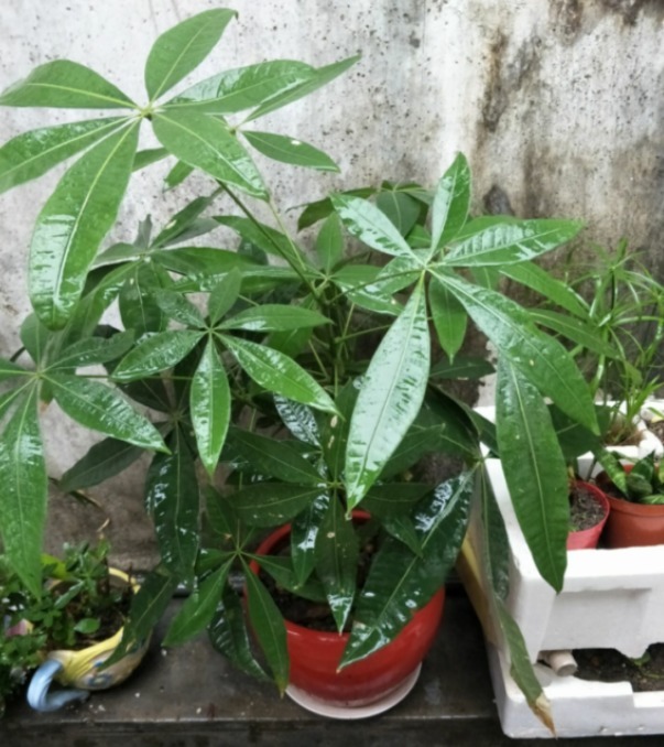 最耐旱的绿植,越不浇水越长得好,一浇水就烂根!