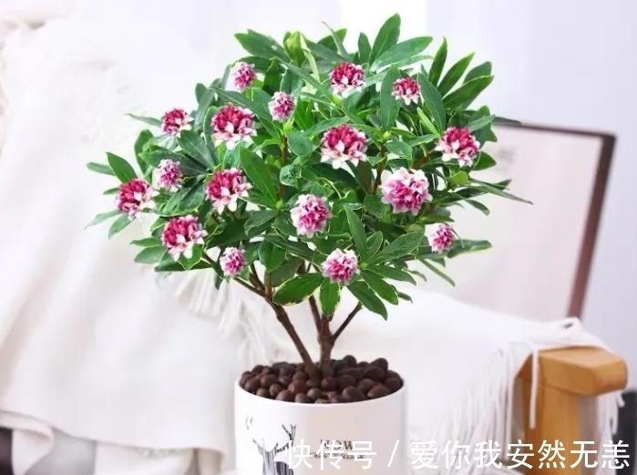 金边瑞香|怎么让金边瑞香“开花多、花香浓”?做对4件事,爱花人了解下