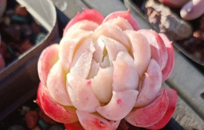 唐长老|养的多肉没有别人的好看?不是你不努力,而是有4道坎没能跨过去