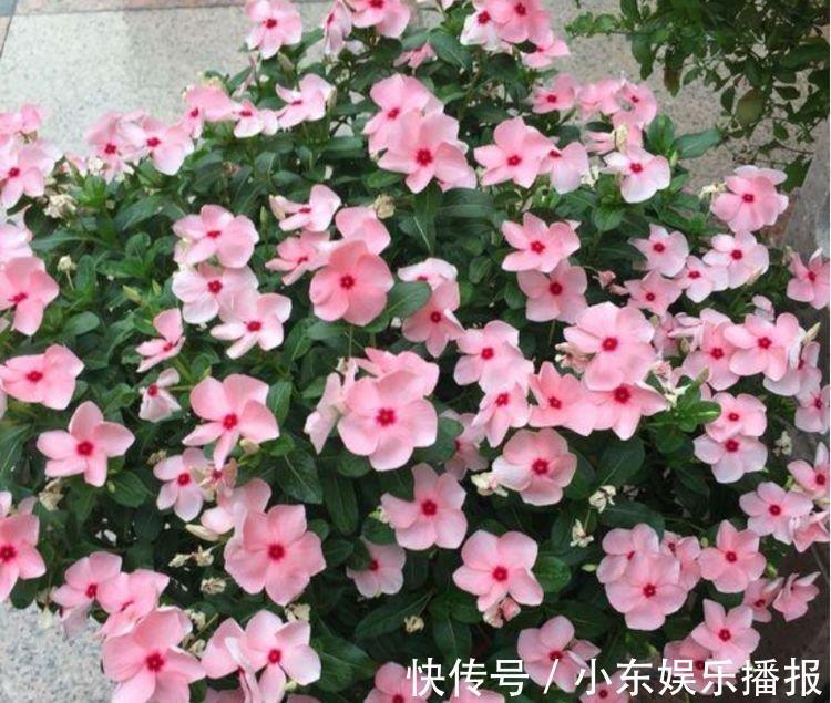 福旺运旺财|4种花养家里，福旺运旺财更旺，比牡丹还美，年年开花美翻