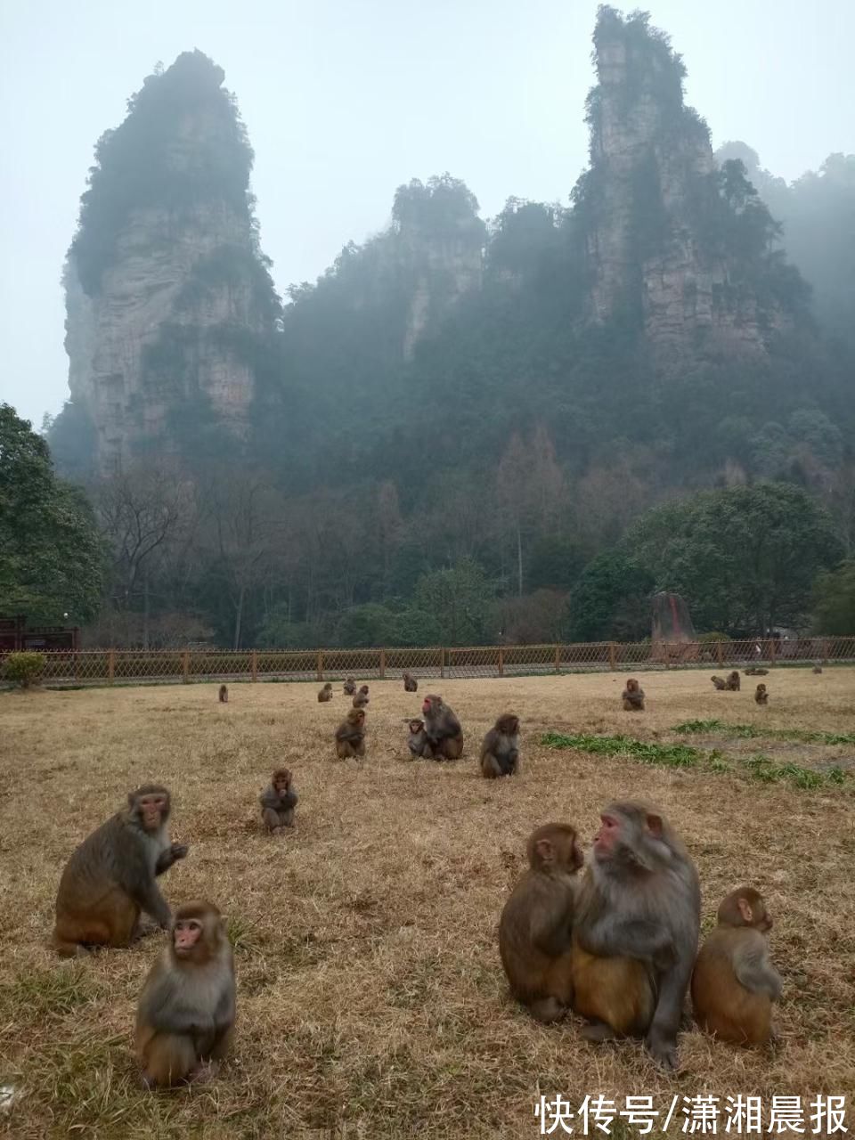 邓道理|数数几只猴？张家界景区猴儿抱团取暖