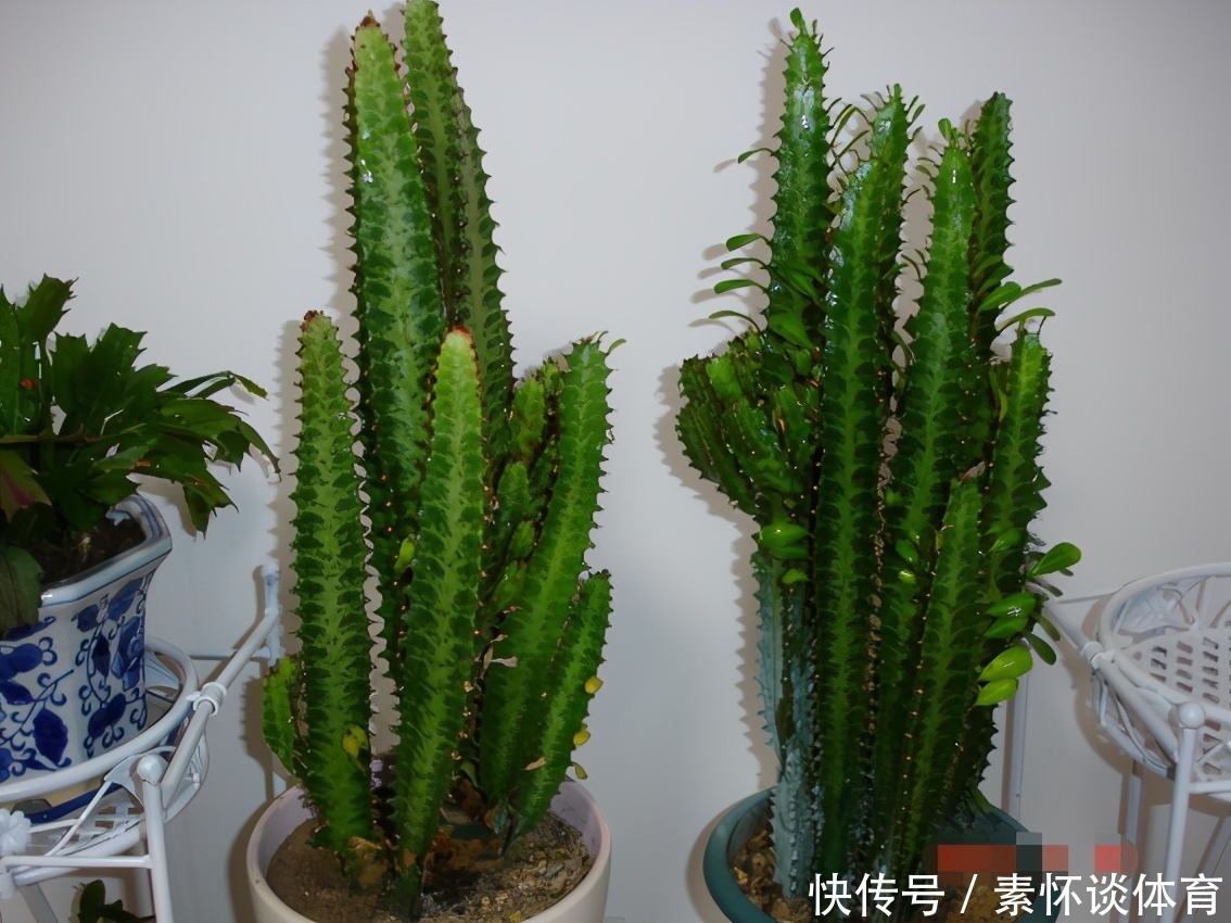 辟邪|镇宅辟邪的风水植物:龙骨,盆栽做到这些,个头猛窜、开花漂亮