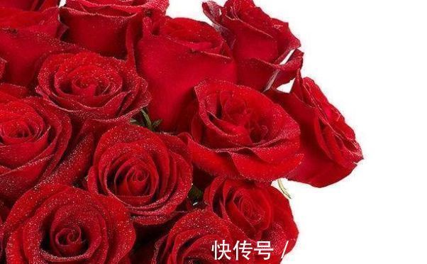 喜欢玫瑰,就选“珍稀名品”卡罗拉,标准玫瑰红,高贵优雅