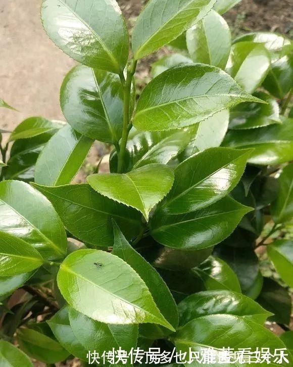 阿司匹林|家里“过期”小药片,养花是个宝,丢在盆里,比生根水还管用!