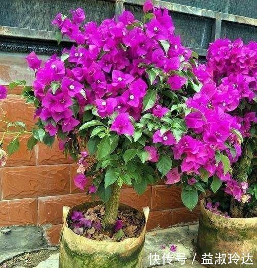 这3种花就是开花机器，一到夏天就摘心，满树花苞太美了