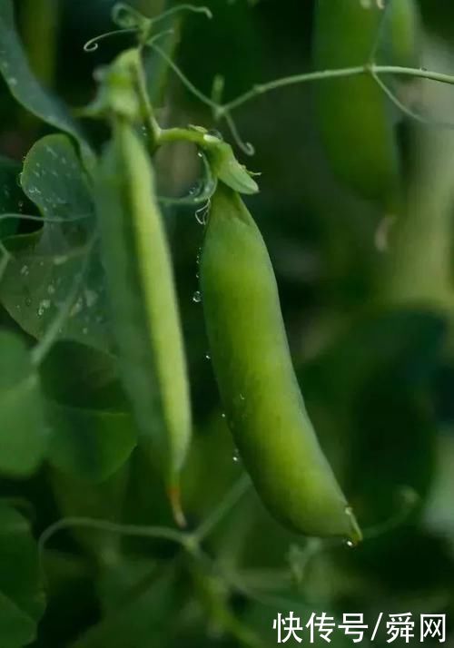 胡萝卜素|儿童所需蔬菜排行榜，价格便宜，富含营养和维生素，孩子常吃聪明长得高