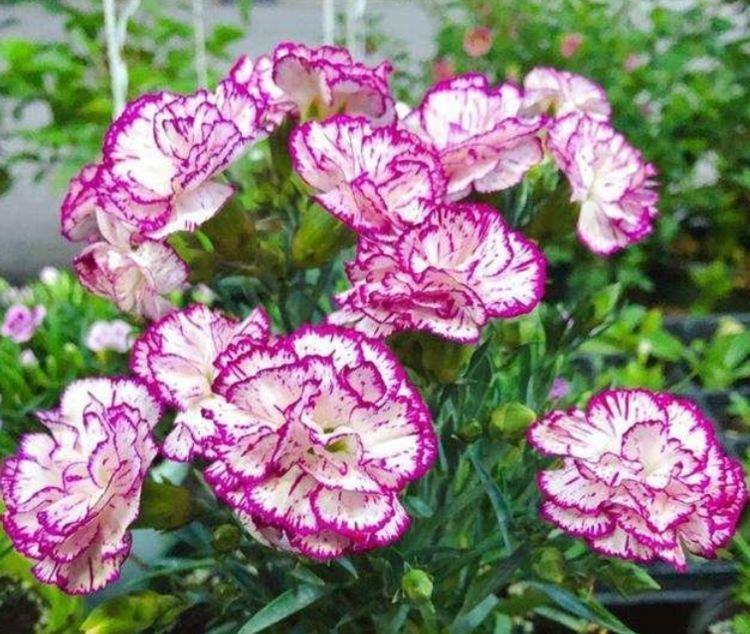 睡眠质量|人养花，花也养人，4种花最适合养家里，好养不占地，烂漫迷人！