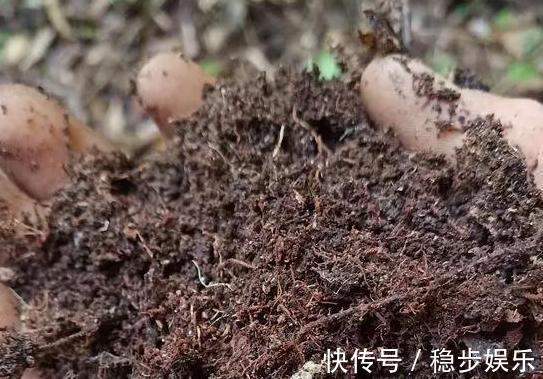 打算给花草换盆,却苦于没钱买营养土不怕,用这些废料就够了