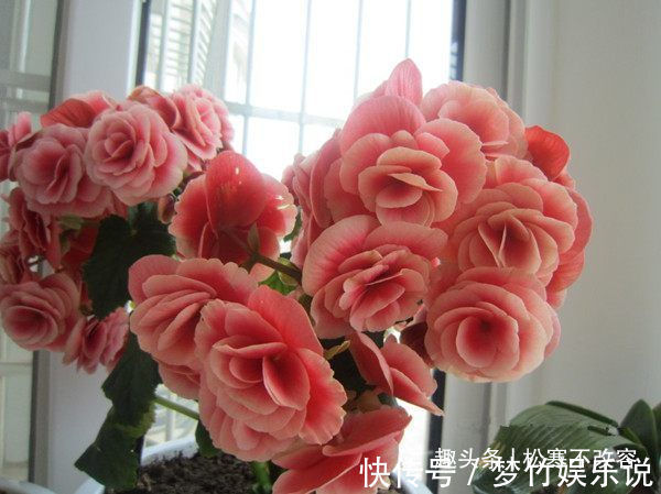 丽格海棠|一种适合新手的盆栽,扔进花盆就能活,四季花开不断,阳台变花海