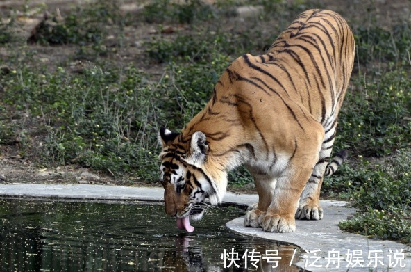 冤家|生肖虎和哪个生肖做夫妻,一生都是“冤家”,但越老越恩爱!