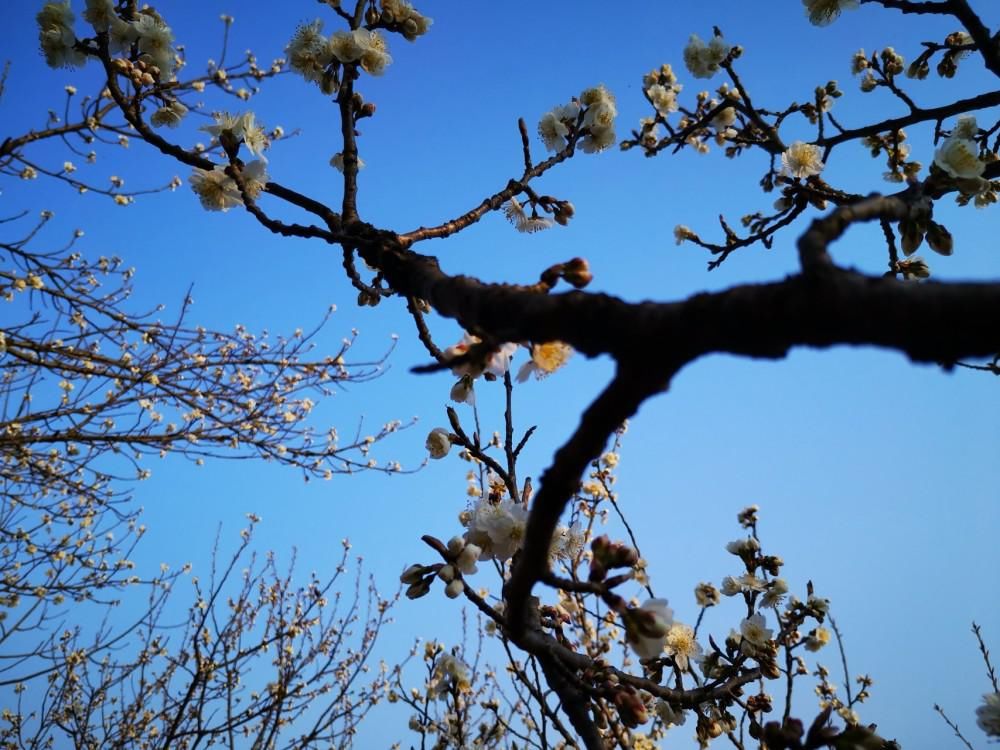 春节假期刚结束，这个地方的樱桃花已经开放了，春天已经走进了我们的生活