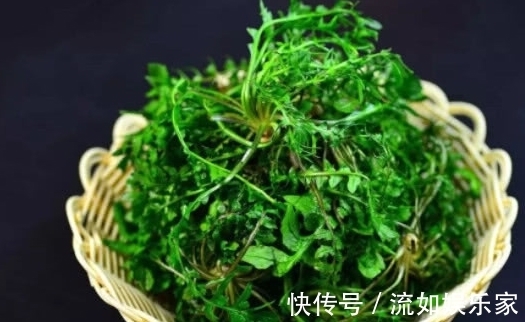 红薯叶|天然的“长寿菜”，补钙强身抗衰老，降脂降压防血栓