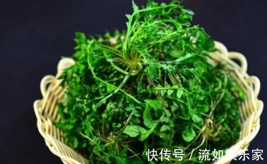 红薯叶|天然的“长寿菜”,补钙强身抗衰老,降脂降压防血栓