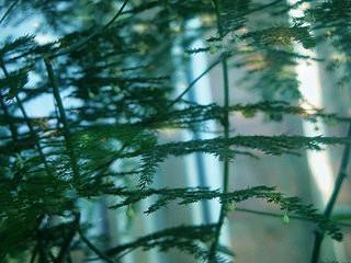 瀑布|常给文竹喝5种水,文竹长成瀑布,且绿油油不黄叶