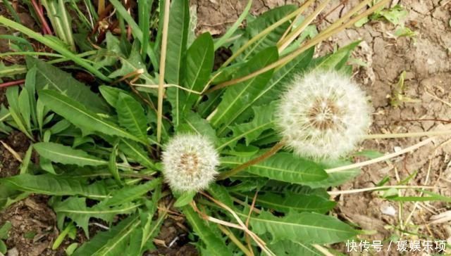 春天蒲公英泡水喝,用叶还是用根很多人或泡错了,今天1次说清