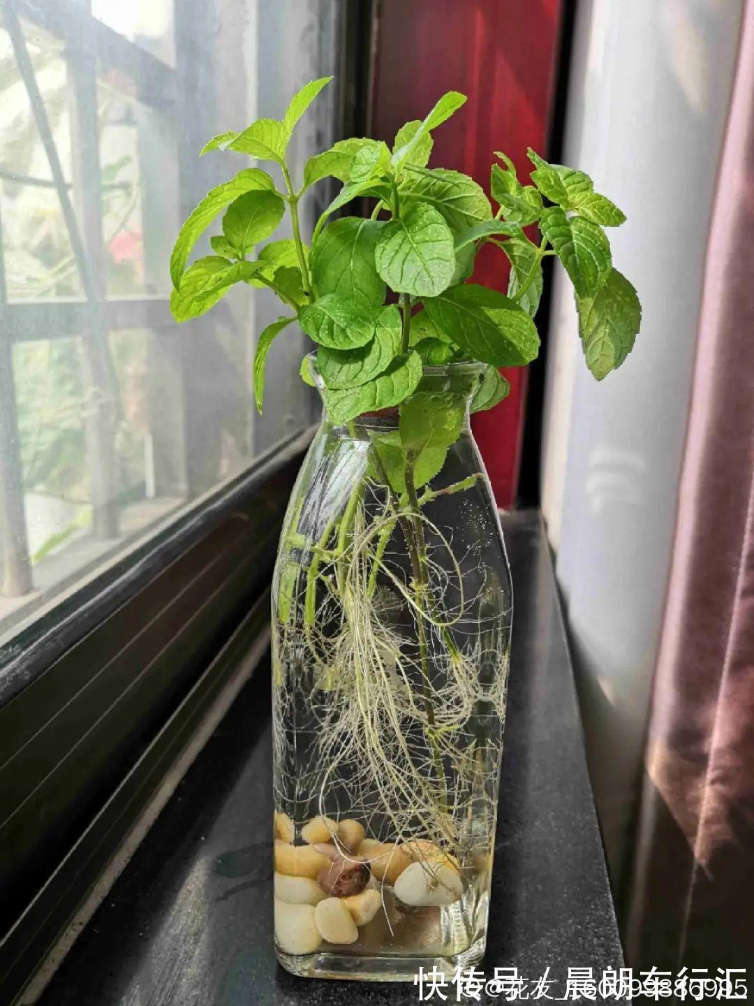 绿萝可以扔了,养盆“格调”花,颜值高还有气质