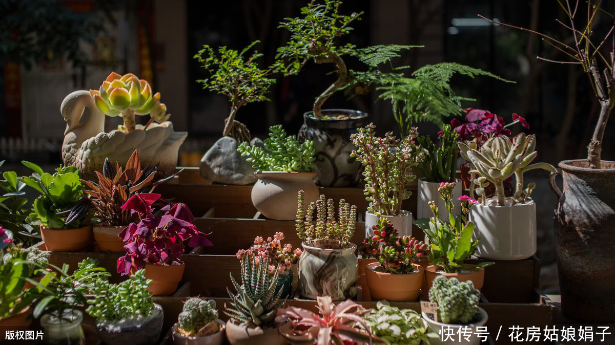 花友们|她把多肉种在篮子里,拎着就出了门,路上行人全多回头看