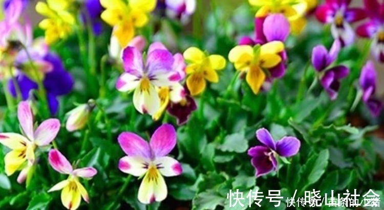 阳台就养4种花，扔土里就能开花，好养又漂亮，美爆了