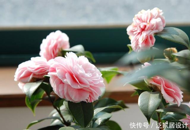  杜鹃|杜鹃、茶花、栀子花总也养不好，原来问题出在这