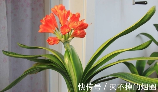 君子兰|善用酒水养叶、酵素壮根、松针松土，养君子兰才能观花赏叶