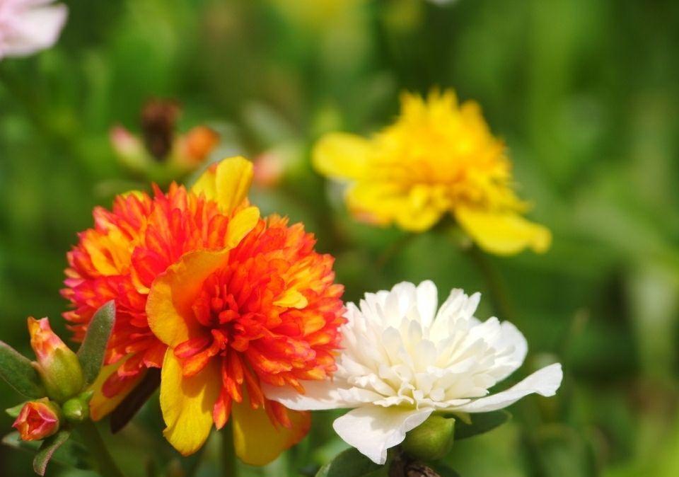 4种带“钱”的植物,在家养招财旺运,关键是太好养